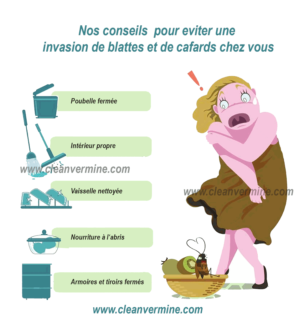 Blattes et cafards Clean Vermine